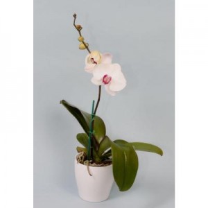 moth orchid