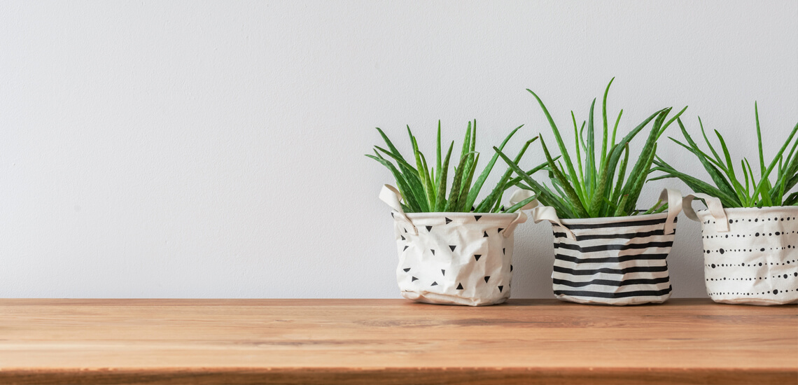 Three plants in fabric pot covers standing against white, empty wall