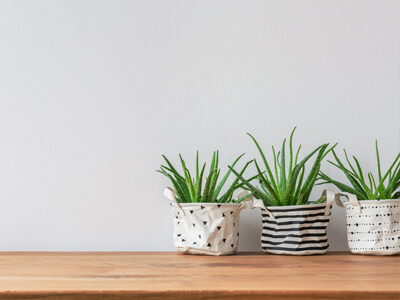 7 Best Indoor Plants for Decorating & Gardening